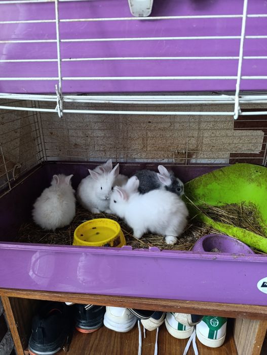 Декоративні кролики