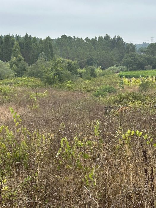 Terreno a venda em mogofores