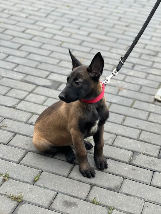 Owczarek belgijski szczeniak suczka