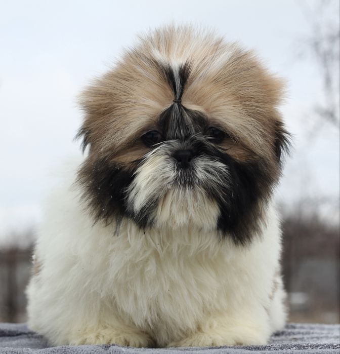 Хлопчик ши тцу 3.5 місяці