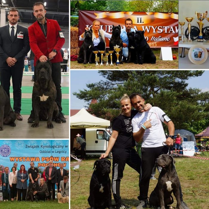 CANE CORSO pies z Najlepszej  Hodowli In Verto Corso FCI
