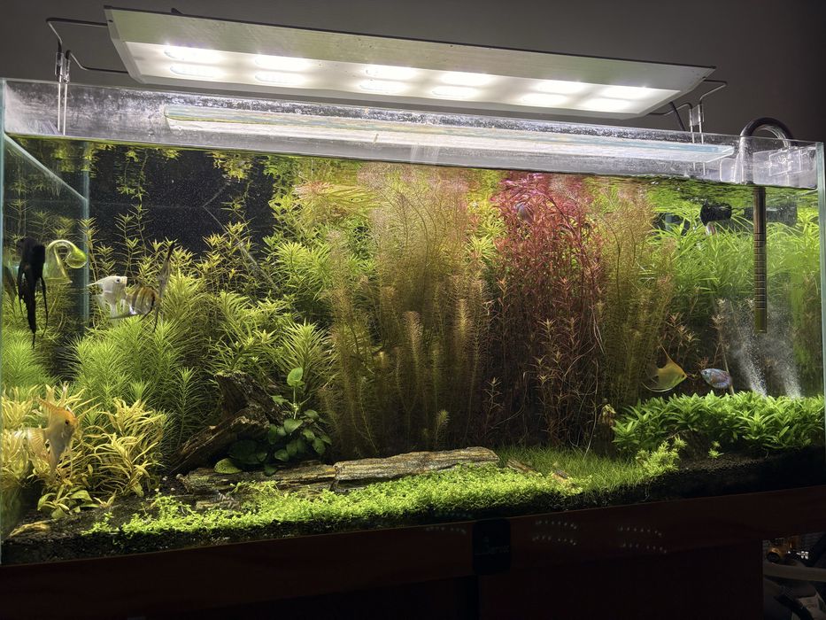 Rośliny akwariowe z przycinki