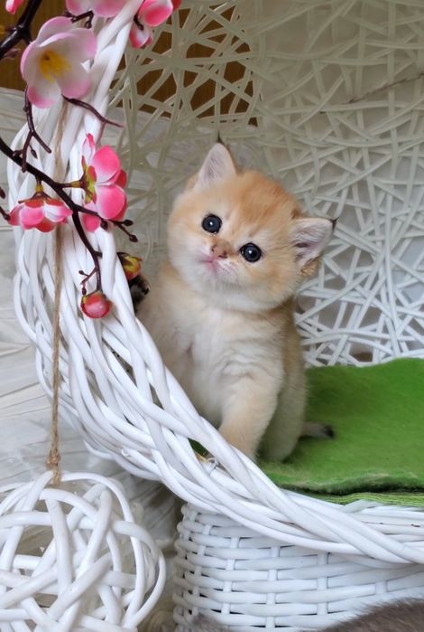 Ручные и ласковые котята, малыши золотая шиншилла