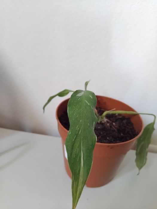 Lírio da Paz variegata (diamond)