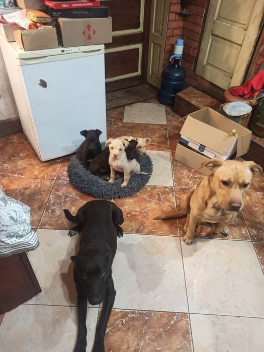 Віддам в добрі руки метиси тато стаф мама двортерєр