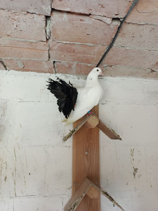 Gołębie, gołąb pawik