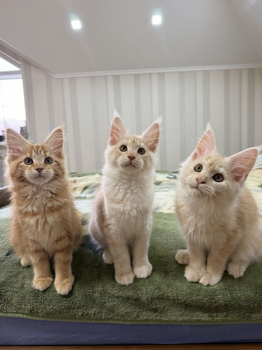 Кошенята Мейн Кун