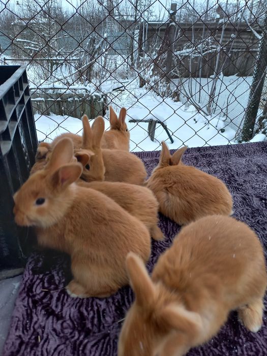 Продам кроликов породы Бургундия