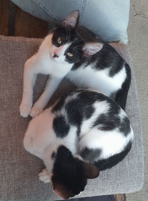 Animais para adoção