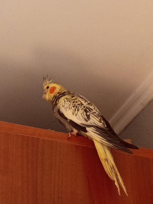 Młoda papuga Nimfa oswojona