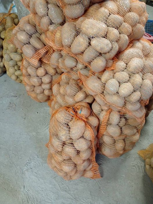 Sprzedam ziemniaki Vineta, Soraya, Bella rosa, Jurek, Tajfun