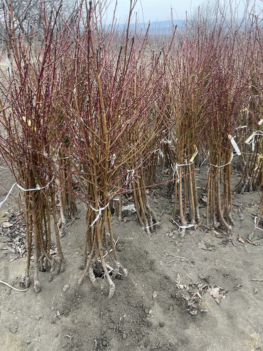 Саджанці плодових дерев / Саженцы плодовых деревьев / ОПТ / Дропшипінг