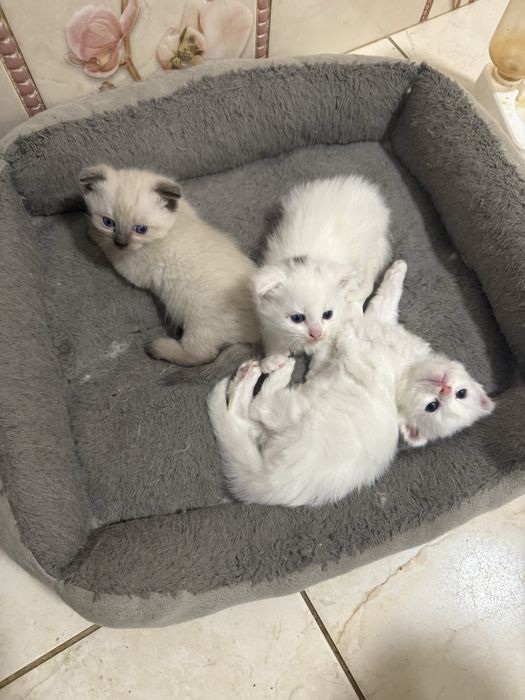 БРОНЬ! скоттиш фолд 3 мальчика