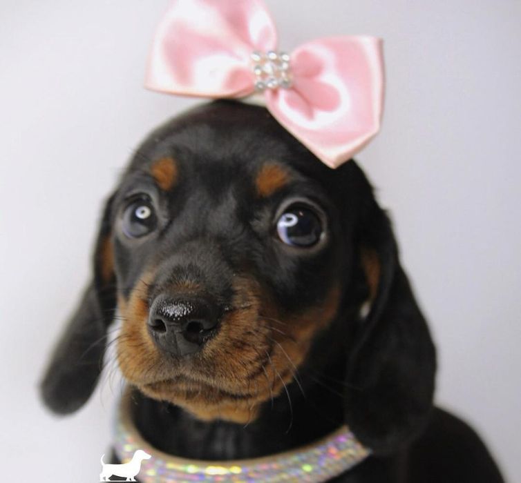 Дівчатка чорнопідпалі