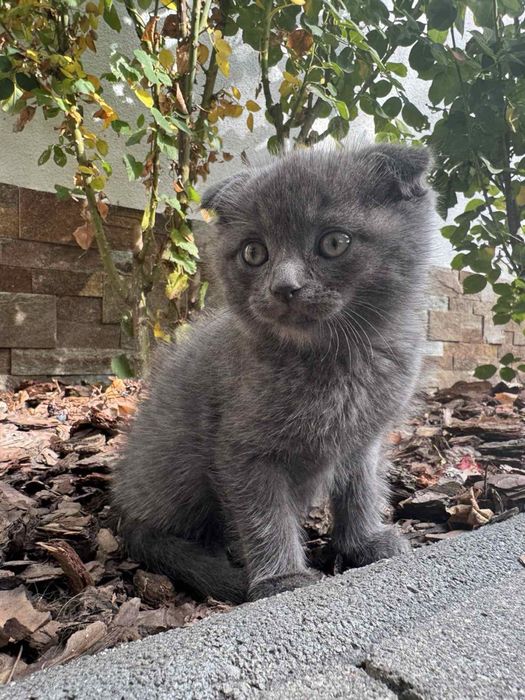 Котики шотландські  чистокровні