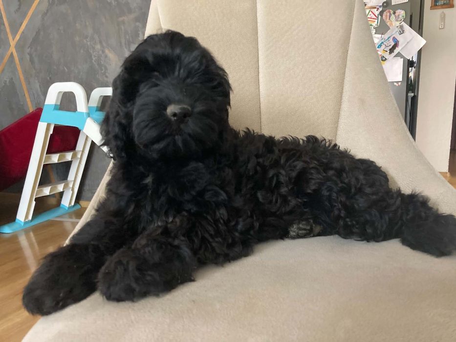 Cockapoo Suczka ( paszport)