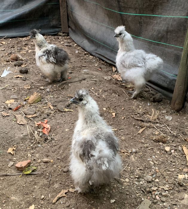 Sedosas de Japão,  com 2  meses