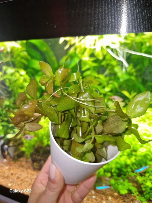 Vendo plantas de muda