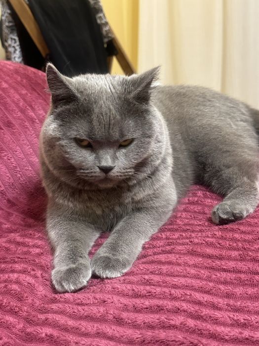 кошка шотландська