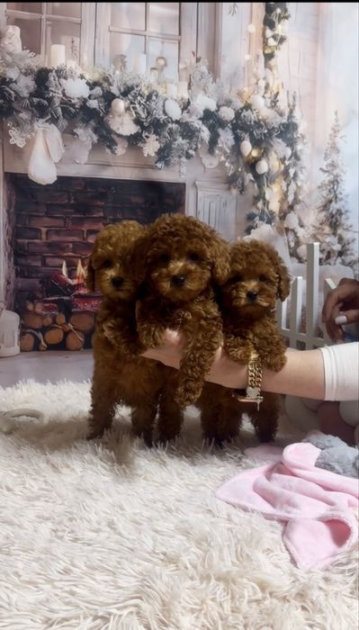 Якісні дівчата той пудель ред браун 3 міс