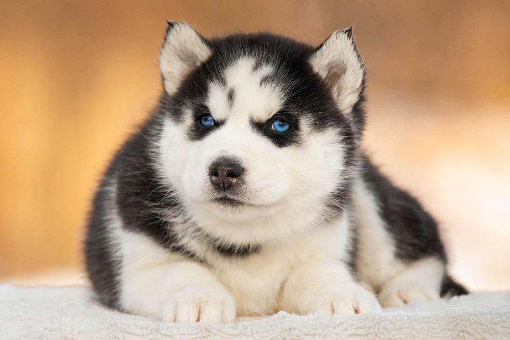 Цуценята хаскі з блакитними очима