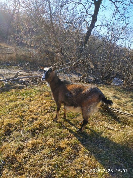 Продам кози великі і малі