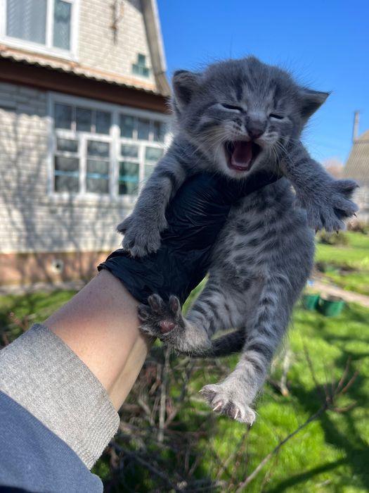 Кошенята віддам в добрі руки