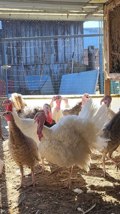 Młode indyki białe