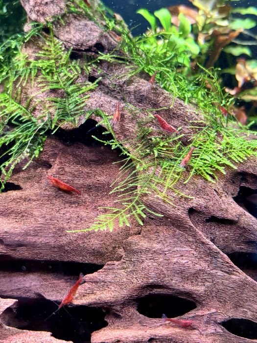 Krewetki red cherry