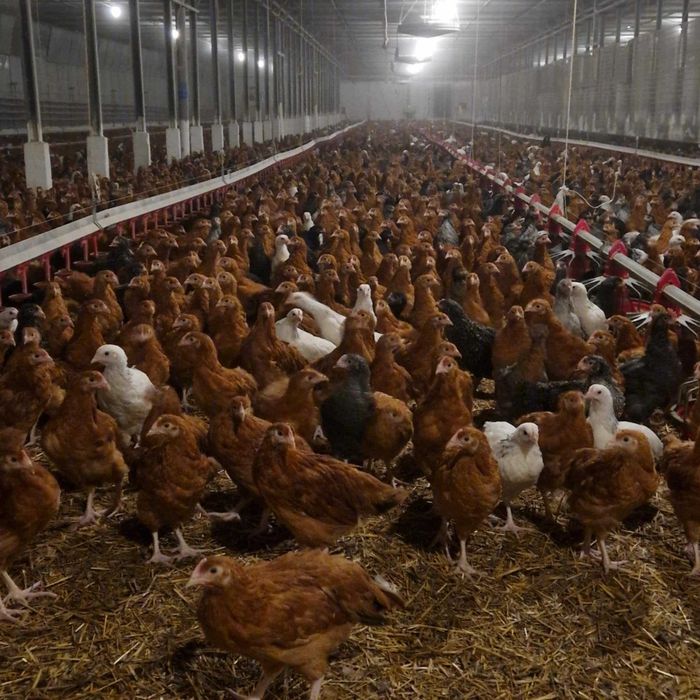 Kury nioski, odchowane