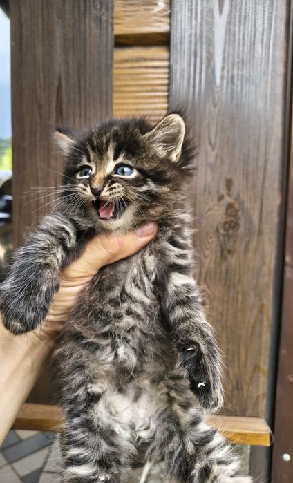 Безкоштовно котик
