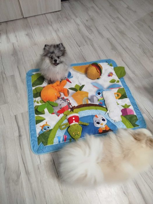 szpis pomeranian suczczka blue merle