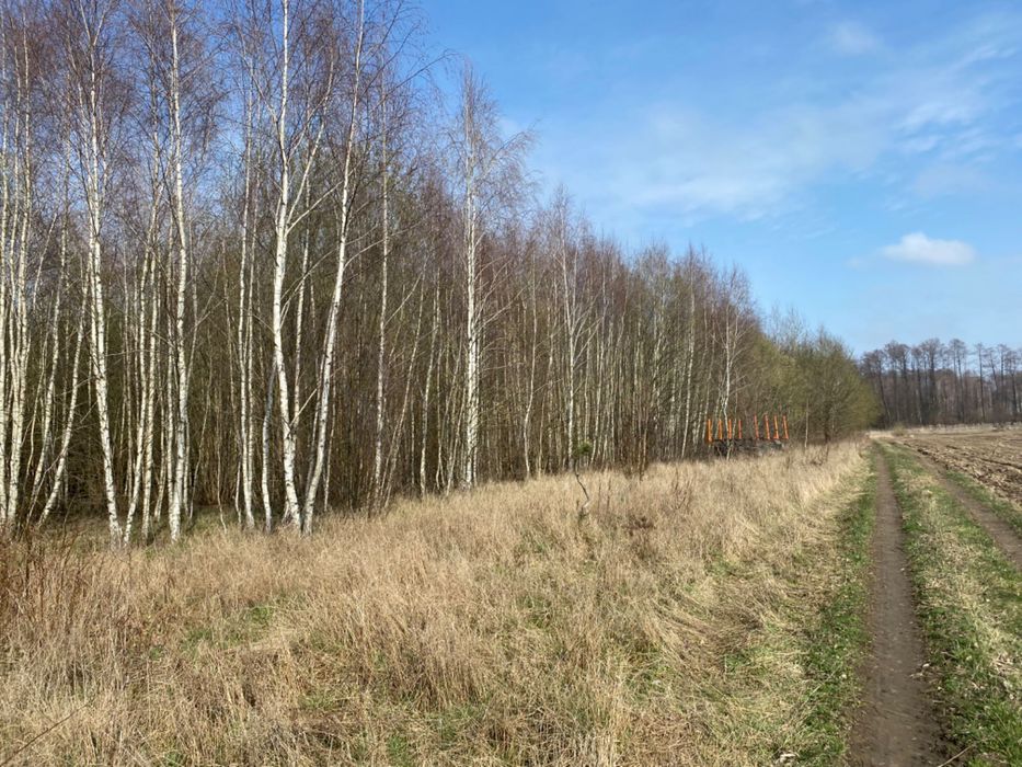 Wycinka Karczowanie Samosiejki Las