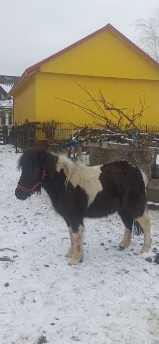 Klacze kucyki Szetlandy