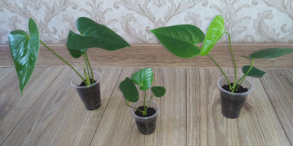 Червоний антуріум+інші 8 сортів