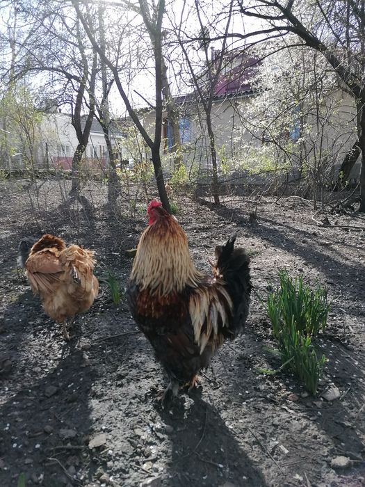 Півні породи Брама