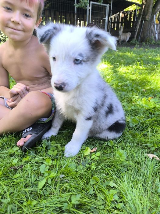 Border colie piesek blue merle