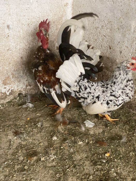 Nini garnizés jovens de varias cores