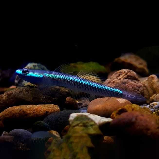 GB Babka Blue Neon - dowóz ryb!