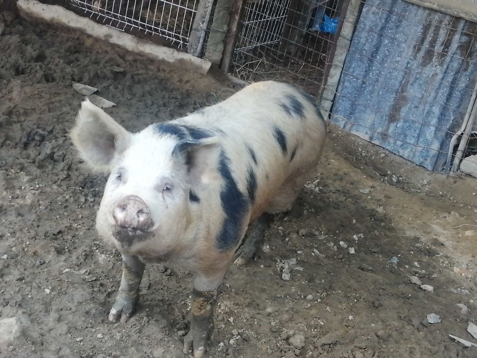 Vendo porco de cobriçao (inteiro)