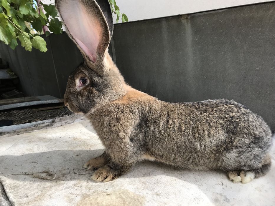 Кролики породи фландр.