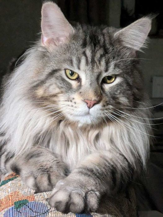 Кот Мейн - кун с документами . Вязка.