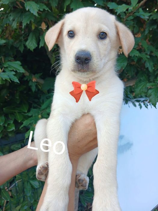 Leo para adoção muito responsável
