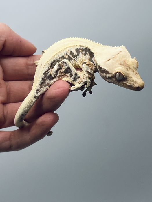 Gekon orzęsiony lily white  z kompletnym terrarium i wyżywieniem