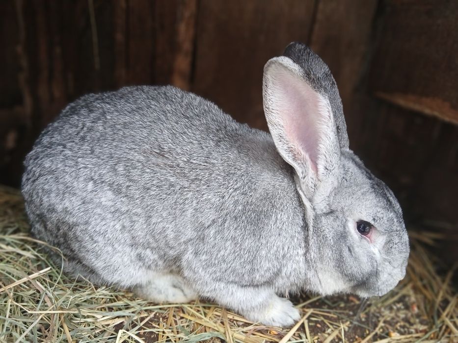 Кролі на плем'я.