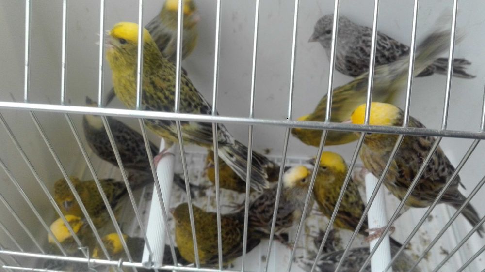 Vendo 300 canários varias raças