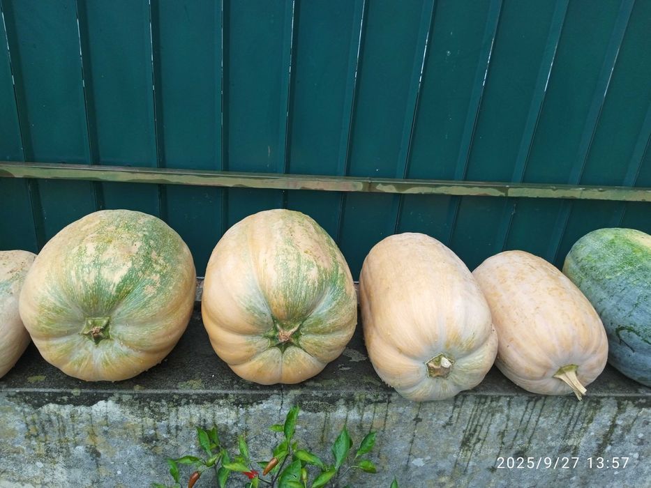 Vendo abóboras biológicas