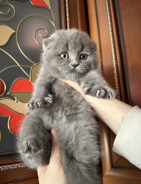 Котёнок. Мальчик с документами!