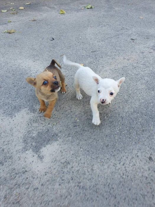 Девочка беленькая маленькая