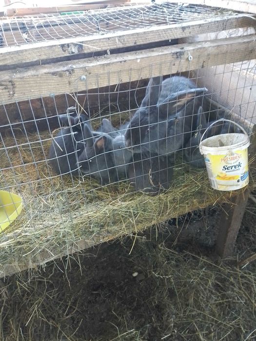 Продам кролі кролики